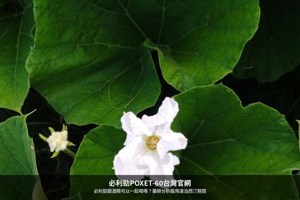 必利勁跟酒精可以一起喝嗎?藥師分析服用達泊西汀期間的風險